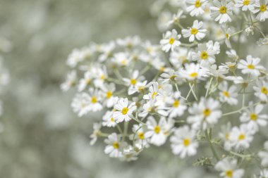 Gran Canaria - çiçekli Tanacetum ptarmiciflorum, gümüş solucan otu florası