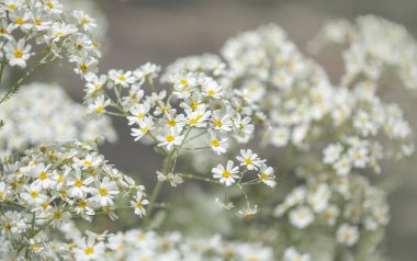 Gran Canaria - çiçekli Tanacetum ptarmiciflorum, gümüş solucan otu florası