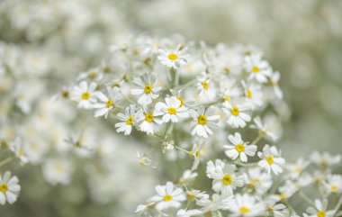 Gran Canaria - çiçekli Tanacetum ptarmiciflorum, gümüş solucan otu florası