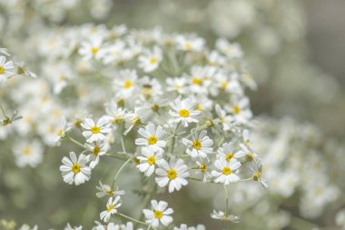 Gran Canaria - çiçekli Tanacetum ptarmiciflorum, gümüş solucan otu florası