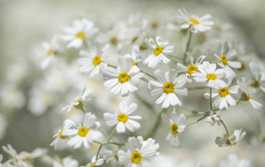 Gran Canaria - çiçekli Tanacetum ptarmiciflorum, gümüş solucan otu florası