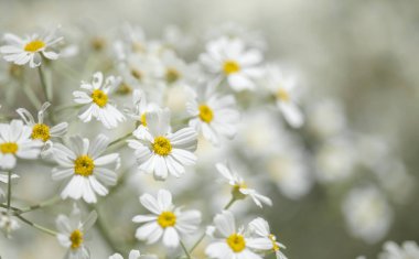 Gran Canaria - çiçekli Tanacetum ptarmiciflorum, gümüş solucan otu florası