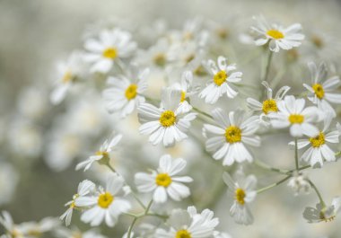 Gran Canaria - çiçekli Tanacetum ptarmiciflorum, gümüş solucan otu florası