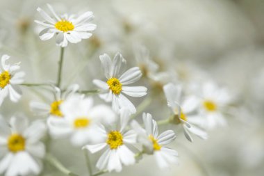 Gran Canaria - çiçekli Tanacetum ptarmiciflorum, gümüş solucan otu florası