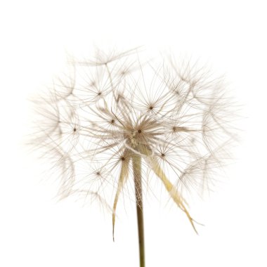 Gran Canaria - Tragopogon, aka salsify seedhead beyaz izole florası