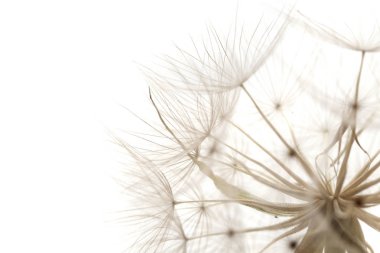 Gran Canaria - Tragopogon, aka salsify seedhead beyaz izole florası