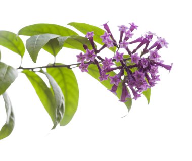 Aka yasemin beyaz izole Cestrum çiçekli mor 