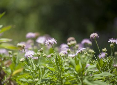 Gran Canaria - Pterocephalus dumetorum, dağ scabious endemik t merkezi Kanarya Adaları florası