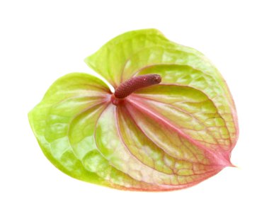 Beyaz arka plan üzerinde izole yeşil ve çekme anthirium 