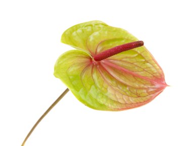 Beyaz arka plan üzerinde izole yeşil ve pembe anthirium