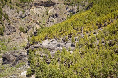 Gran Canaria, Barranco de Tejeda 'da Kanarya çamları