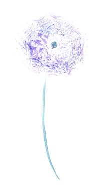 simple dandelion watercolor picture on white background clipart