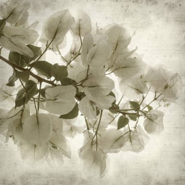 textured old paper background with  white Bougainvillea flowers clipart
