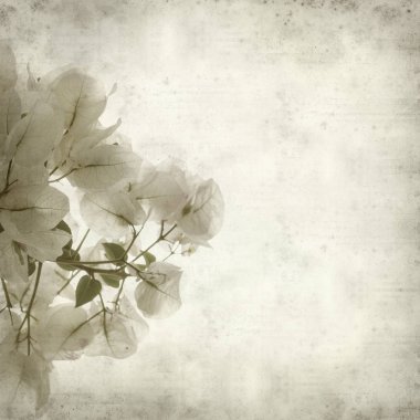 Eski Kağıt arka plan beyaz Bougainvillea çiçek ile dokulu