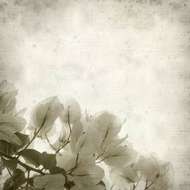 Eski Kağıt arka plan beyaz Bougainvillea çiçek ile dokulu