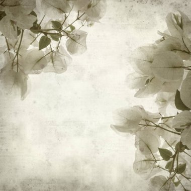 Eski Kağıt arka plan beyaz Bougainvillea çiçek ile dokulu
