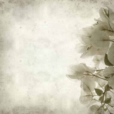 Eski Kağıt arka plan beyaz Bougainvillea çiçek ile dokulu