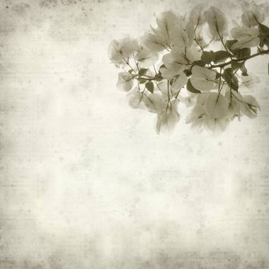 Eski Kağıt arka plan beyaz Bougainvillea çiçek ile dokulu