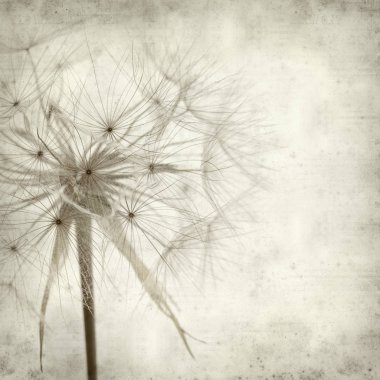 salsify, Tragopogon, seedhead ile eski Kağıt arka plan dokulu;