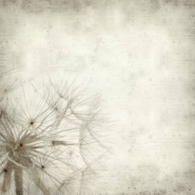 salsify, Tragopogon, seedhead ile eski Kağıt arka plan dokulu;