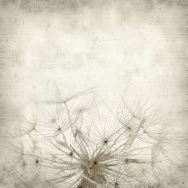 salsify, Tragopogon, seedhead ile eski Kağıt arka plan dokulu;
