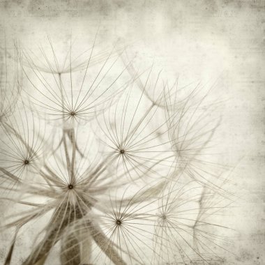 salsify, Tragopogon, seedhead ile eski Kağıt arka plan dokulu;