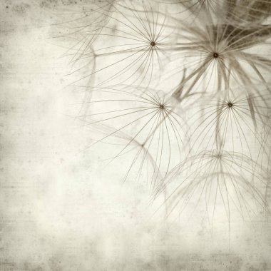 salsify, Tragopogon, seedhead ile eski Kağıt arka plan dokulu;