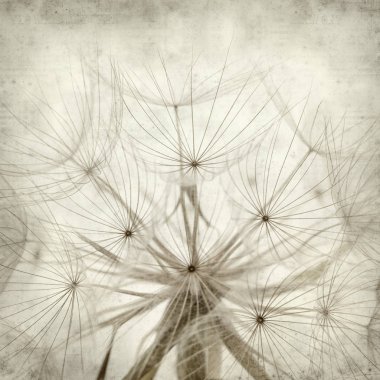 salsify, Tragopogon, seedhead ile eski Kağıt arka plan dokulu;