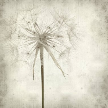 salsify, Tragopogon, seedhead ile eski Kağıt arka plan dokulu;
