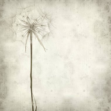 salsify, Tragopogon, seedhead ile eski Kağıt arka plan dokulu;