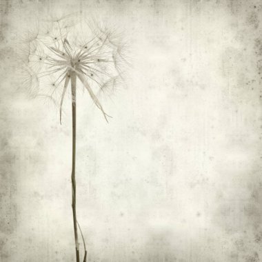 textured old paper background with seedhead of salsify, Tragopogon; clipart