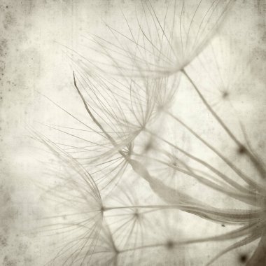 salsify, Tragopogon, seedhead ile eski Kağıt arka plan dokulu;