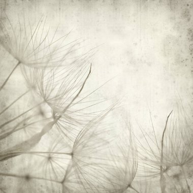 salsify, Tragopogon, seedhead ile eski Kağıt arka plan dokulu;