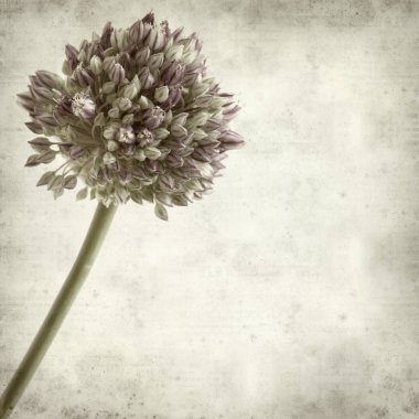 Eski Kağıt arka plan yuvarlak Allium ampeloprasum, yabani pırasa çiçekler ile dokulu 