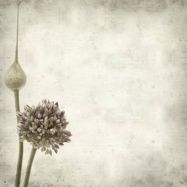 Eski Kağıt arka plan yuvarlak Allium ampeloprasum, yabani pırasa çiçekler ile dokulu 