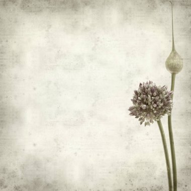 Eski Kağıt arka plan yuvarlak Allium ampeloprasum, yabani pırasa çiçekler ile dokulu 