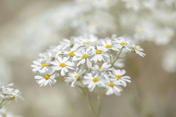 Flora Gran Canaria Kvetoucí Tanacetum Ptarmiciflorum Mochna Stříbrná — Stock fotografie