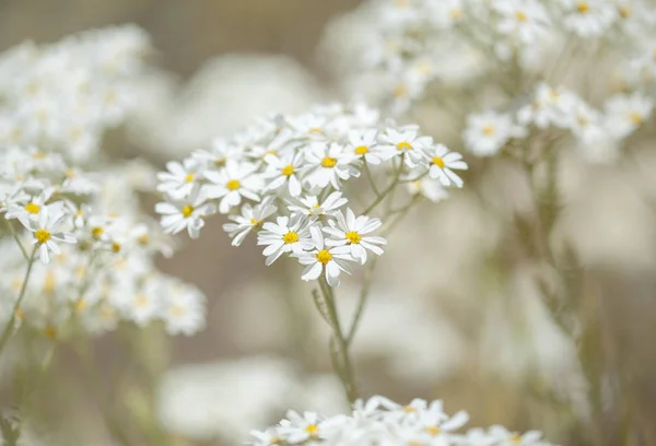 Flora Gran Canaria Floração Tanacetum Ptarmiciflorum Prata Tansy — Fotografia de Stock