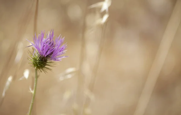 Robotskapade Stubbar Gran Canaria Galactites Tomentosa Lila Mjölktistel — Stockfoto