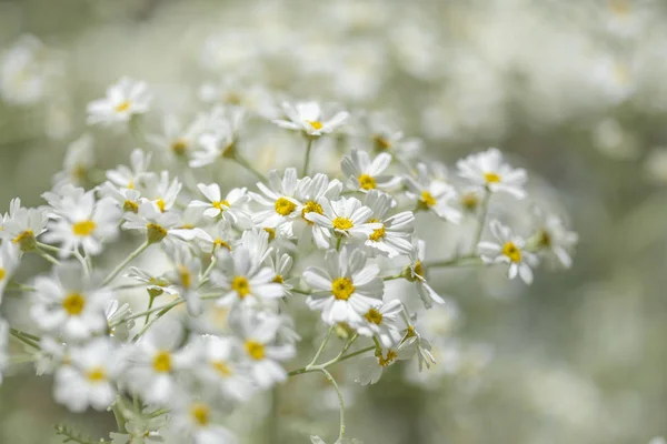 Flora Gran Canaria Kvetoucí Tanacetum Ptarmiciflorum Mochna Stříbrná — Stock fotografie