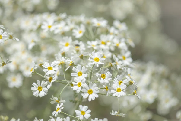 グラン カナリア島 開花エゾヨモギギク Ptarmiciflorum 銀タンジーの植物相 — ストック写真