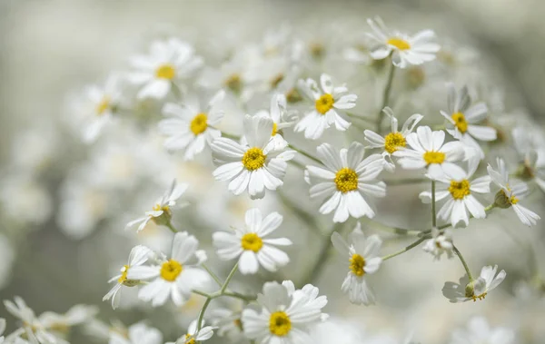 Flora Gran Canaria Kvetoucí Tanacetum Ptarmiciflorum Mochna Stříbrná — Stock fotografie