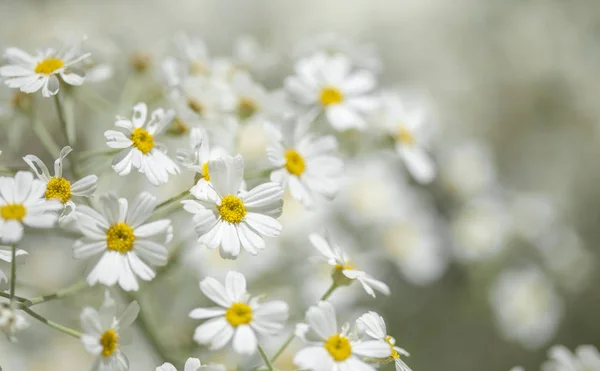 Flora Gran Canaria Floração Tanacetum Ptarmiciflorum Prata Tansy — Fotografia de Stock