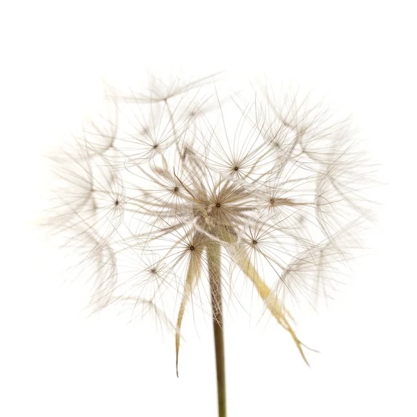 Flora Gran Canaria Tragopogon Aka Černý Kořen Seedhead Izolované Bílém — Stock fotografie