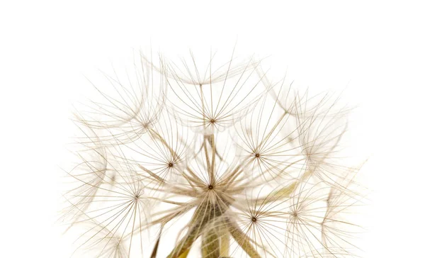 Flora Gran Canarii Kozibród Aka Salsefia Seedhead Białym Tle — Zdjęcie stockowe