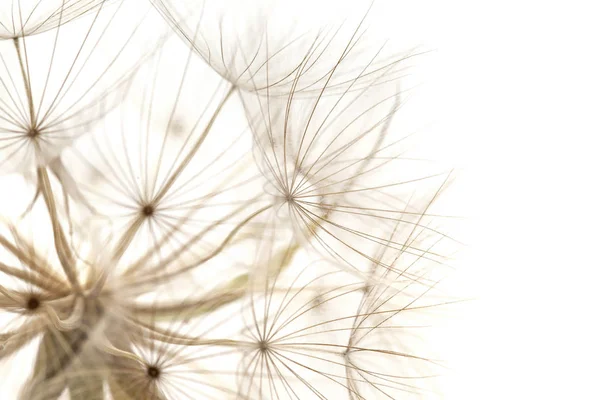 Flora Gran Canaria Tragopogon Aka Salsify Seedhead Isolated White — Stock Photo, Image