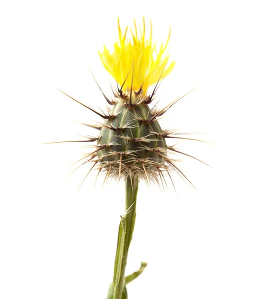 Flora Gran Canaria Centaurea Melitensis Cardo Estrela Maltês Isolado Sobre — Fotografia de Stock