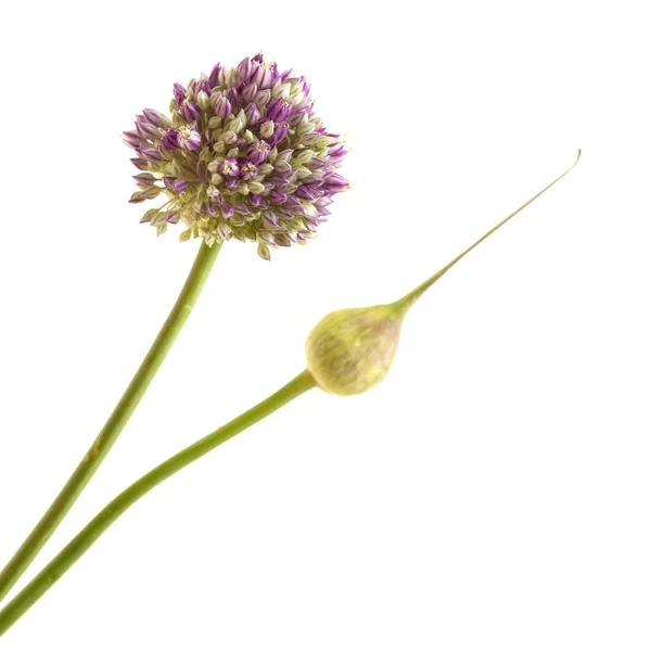 Flora Gran Canaria Allium Ingår Vild Purjolök Oöppnade Blomställning Isolerad — Stockfoto