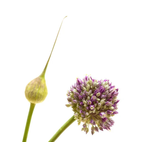 Flora Von Gran Canaria Allium Ampeloprasum Wilder Lauch Ungeöffneter Blütenstand — Stockfoto