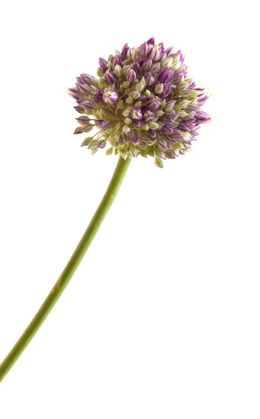Flora Gran Canaria Allium Ampeloprasum Vill Purre Isolert Hvit – stockfoto